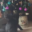 KHUFU PLAYING WITH HIS CHRISTMAS TREE
